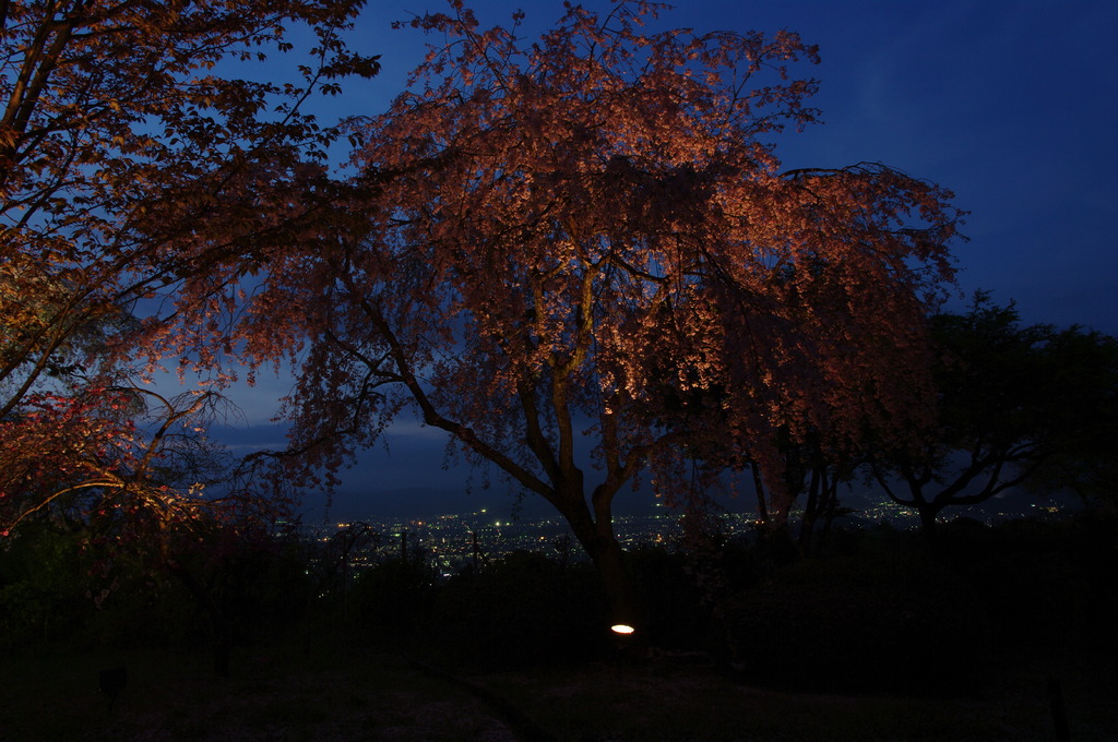 都夜桜