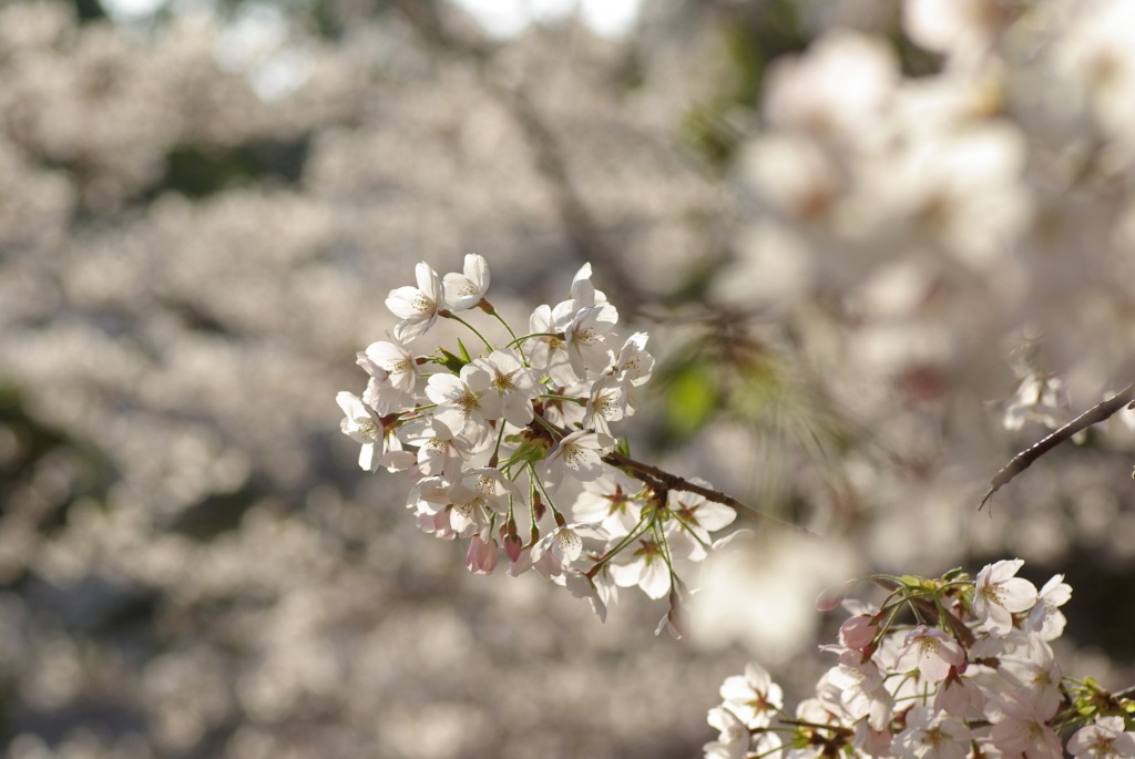 明石公園の桜