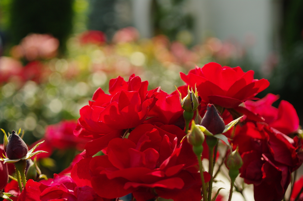 ６月の花