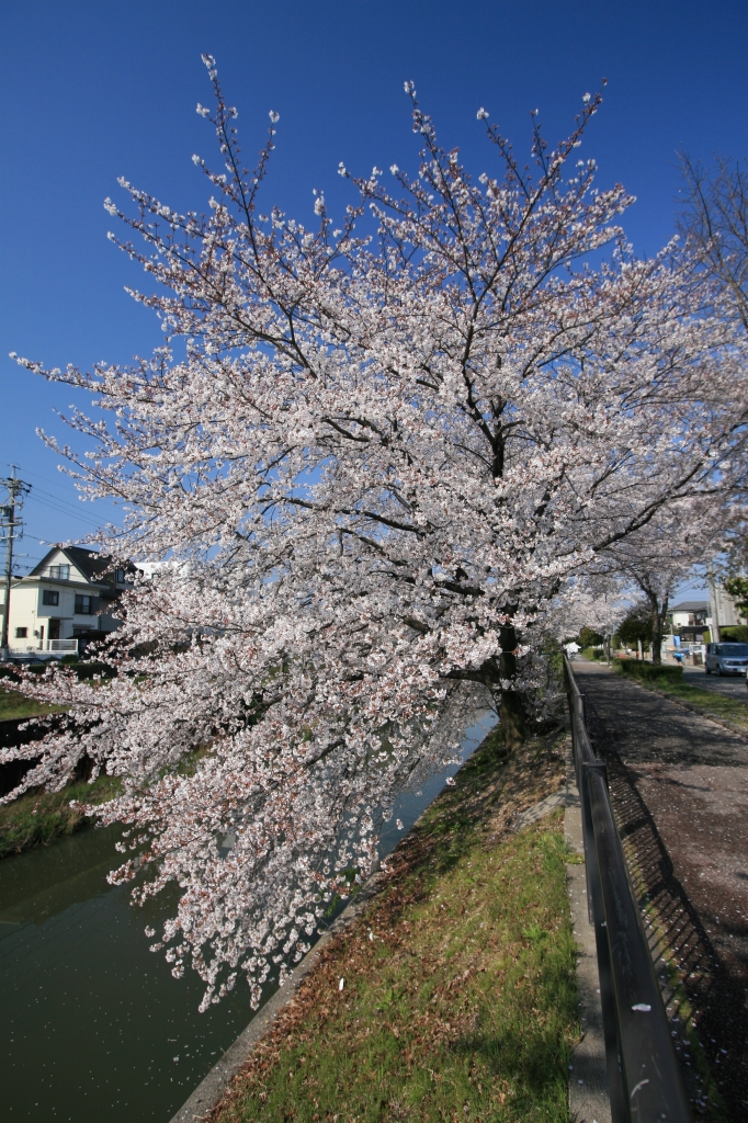 桜満開