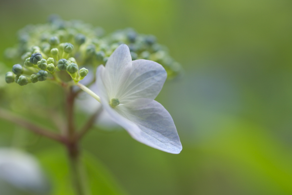 六甲森林植物園　紫陽花