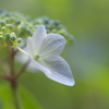 六甲森林植物園　紫陽花