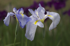 須磨離宮　花菖蒲