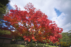 万博記念公園　紅葉