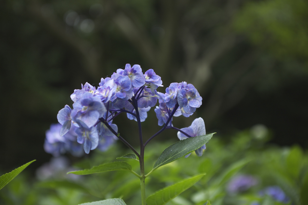 万博記念公園　7月