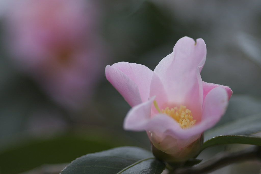 万博記念公園　椿