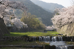 芦屋川　桜