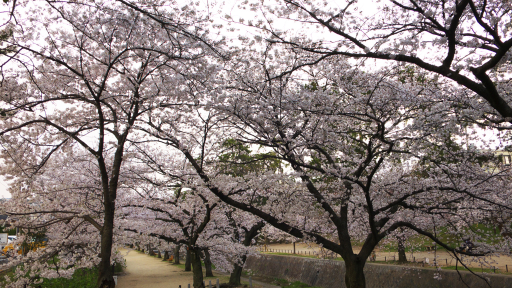 2010　夙川　桜