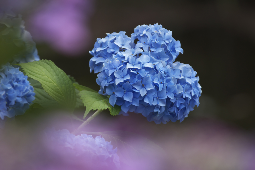 万博記念公園　紫陽花
