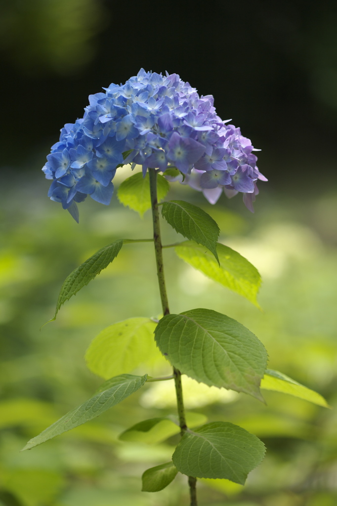 須磨離宮　紫陽花
