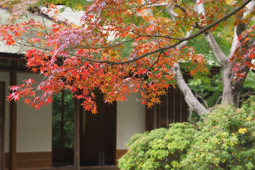 万博記念公園　茶室