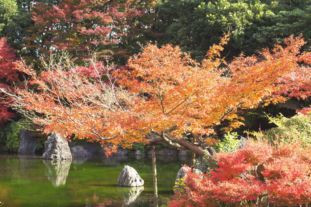 万博記念公園　紅葉