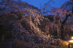 京都府立植物園　枝垂桜　