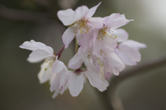 大阪城　枝垂桜