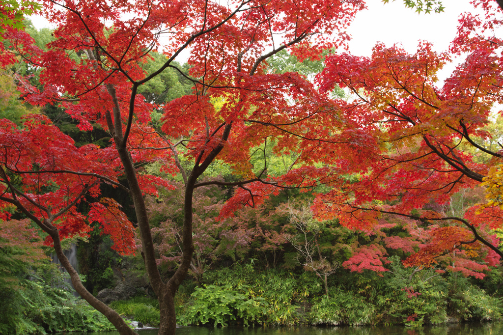 万博記念公園　もみじの滝