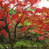 万博記念公園　もみじの滝