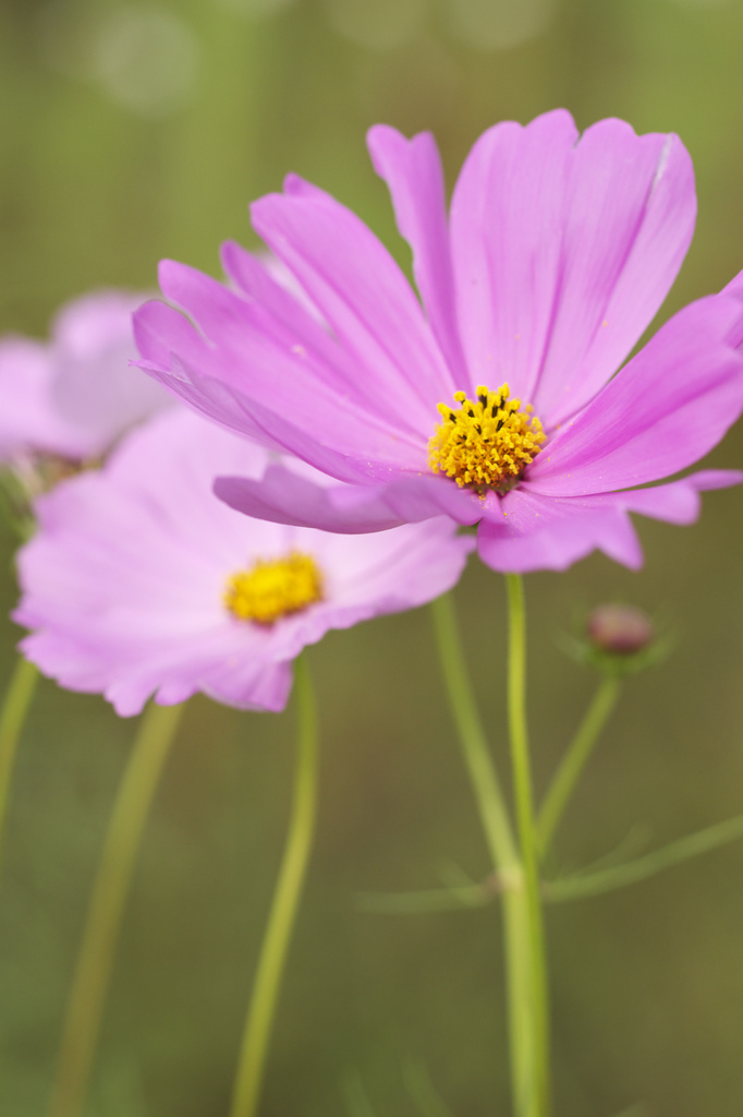 長居植物園　秋桜