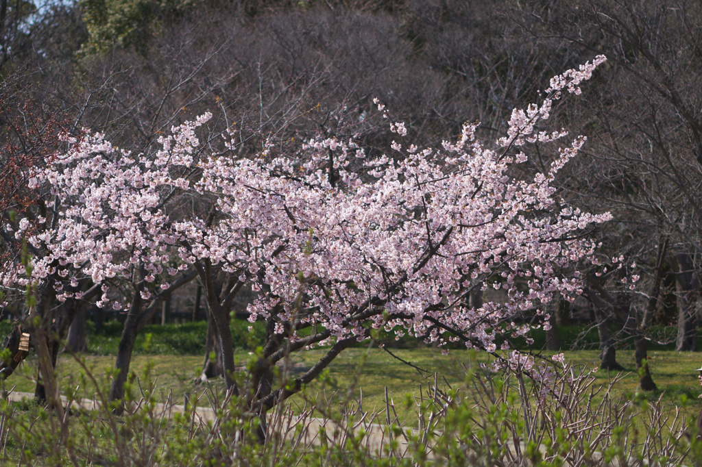 長居植物園　桜