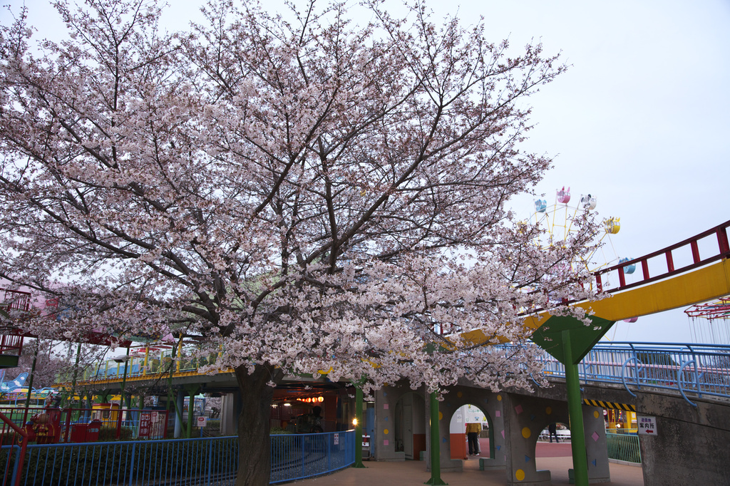 王子動物園　桜