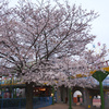 王子動物園　桜