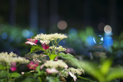 三室戸寺　紫陽花　ライトアップ