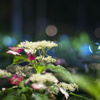 三室戸寺　紫陽花　ライトアップ