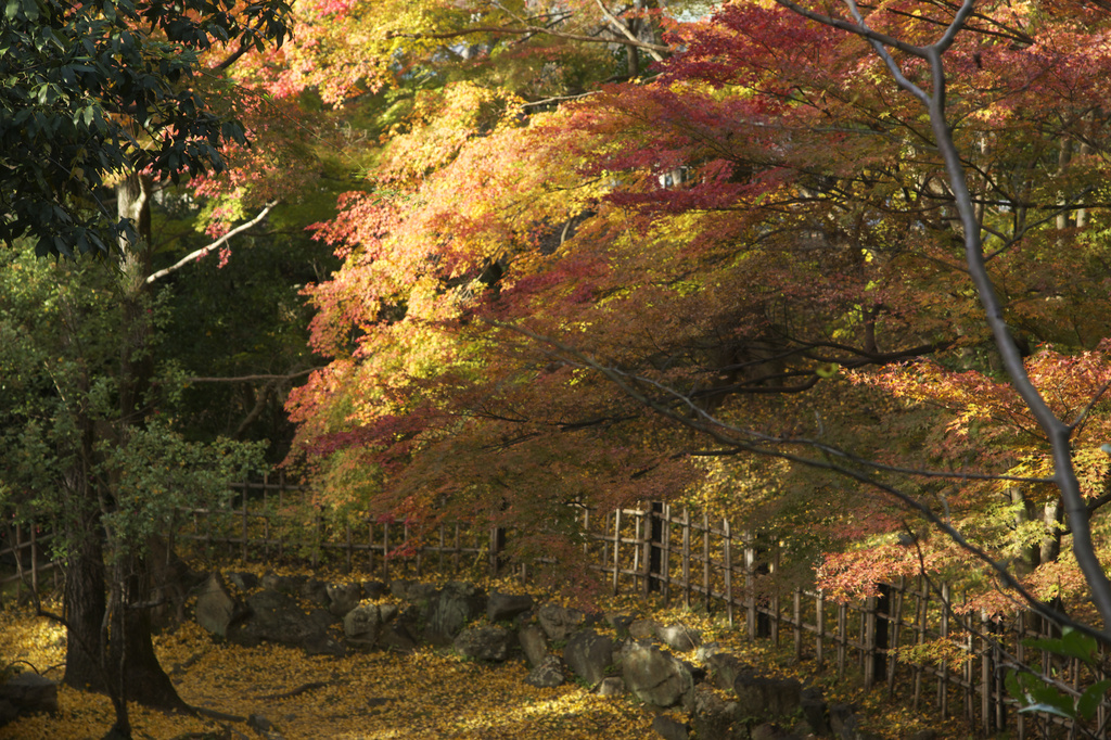 円山公園