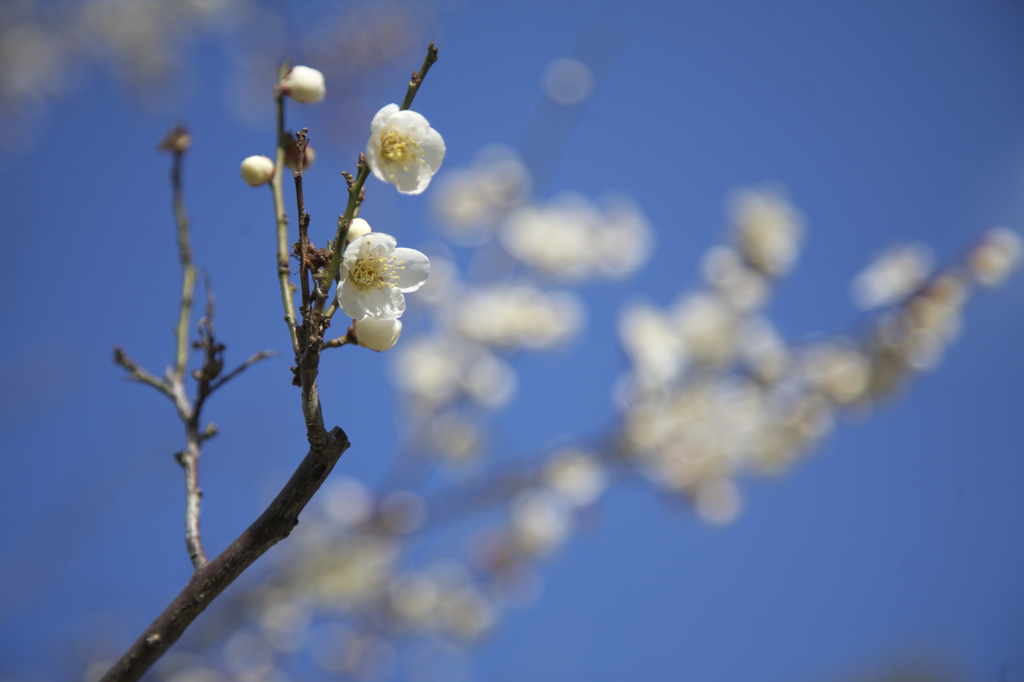 奈良公園　梅