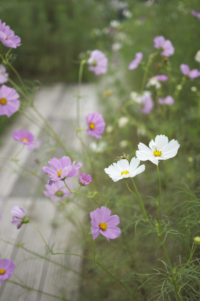 長居植物園　秋桜