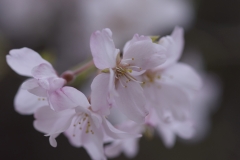 枝垂桜