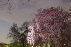 万博記念公園　枝垂桜