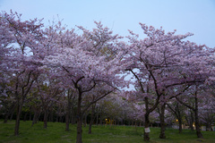 万博記念公園　桜
