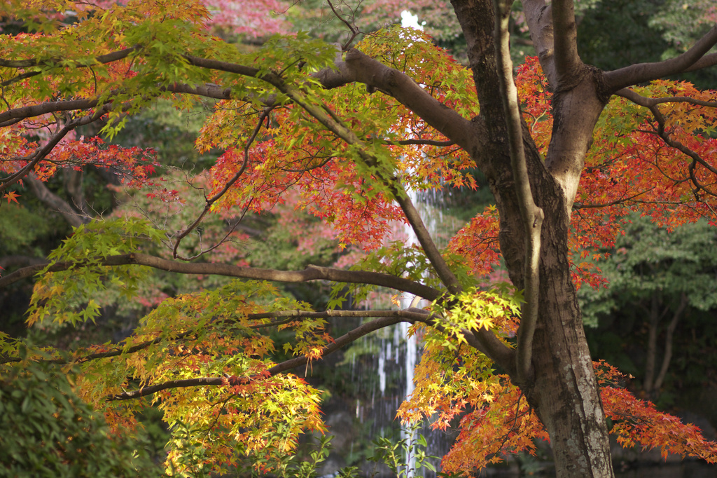 円山公園