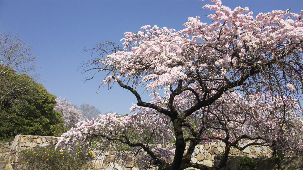 万博記念公園　枝垂桜