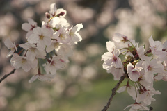 芦屋川　桜