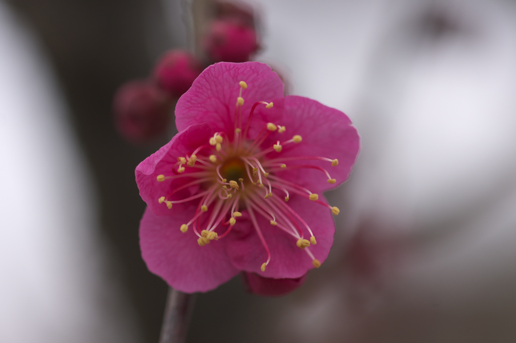 万博記念公園　梅