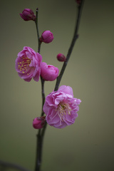 万博記念公園　梅