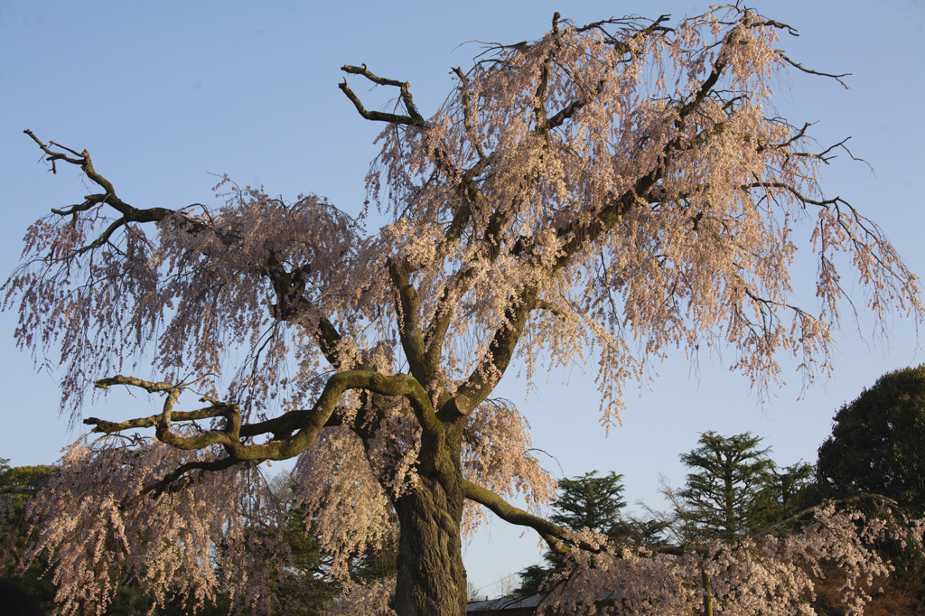 祇園枝垂桜