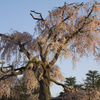 祇園枝垂桜