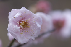 芦屋梅まつり