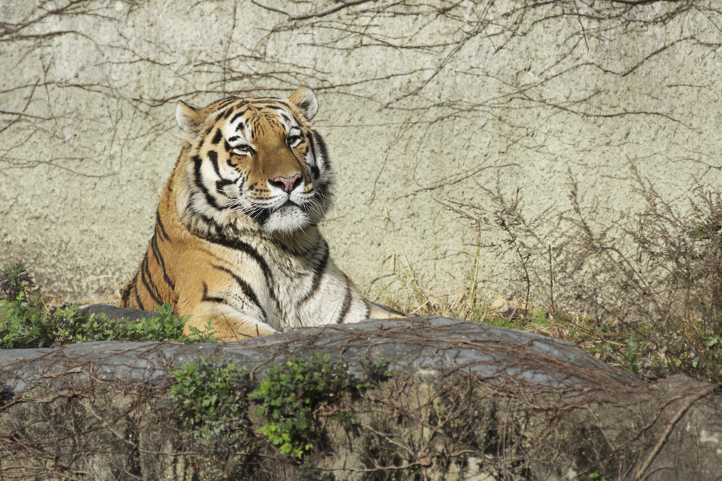 天王寺動物園　トラ