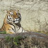 天王寺動物園　トラ