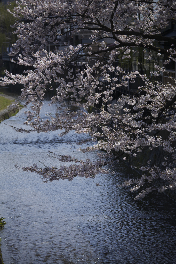 加茂川