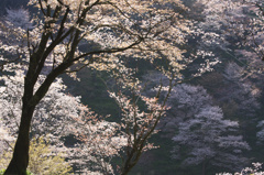 吉野