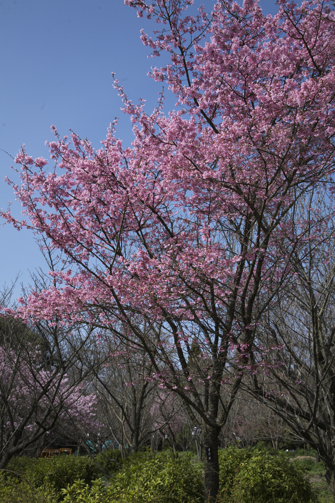 京都府立植物園