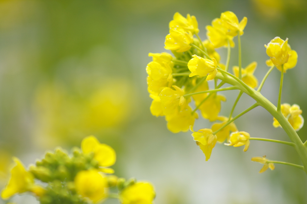 長居植物園　菜の花