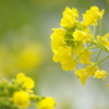 長居植物園　菜の花