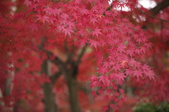 須磨離宮　紅葉