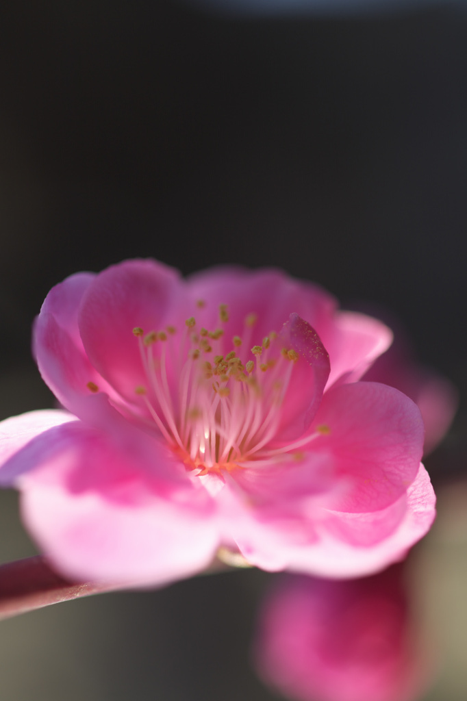万博公園　梅まつり
