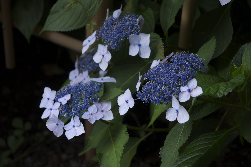 三室戸寺　紫陽花